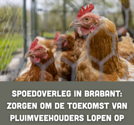 Spoedoverleg in Brabant: zorgen om de toekomst van pluimveehouders lopen op
