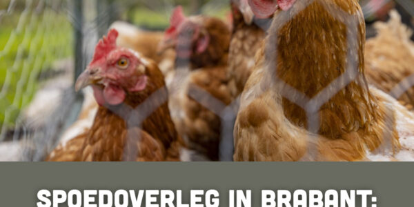 Spoedoverleg in Brabant: zorgen om de toekomst van pluimveehouders lopen op