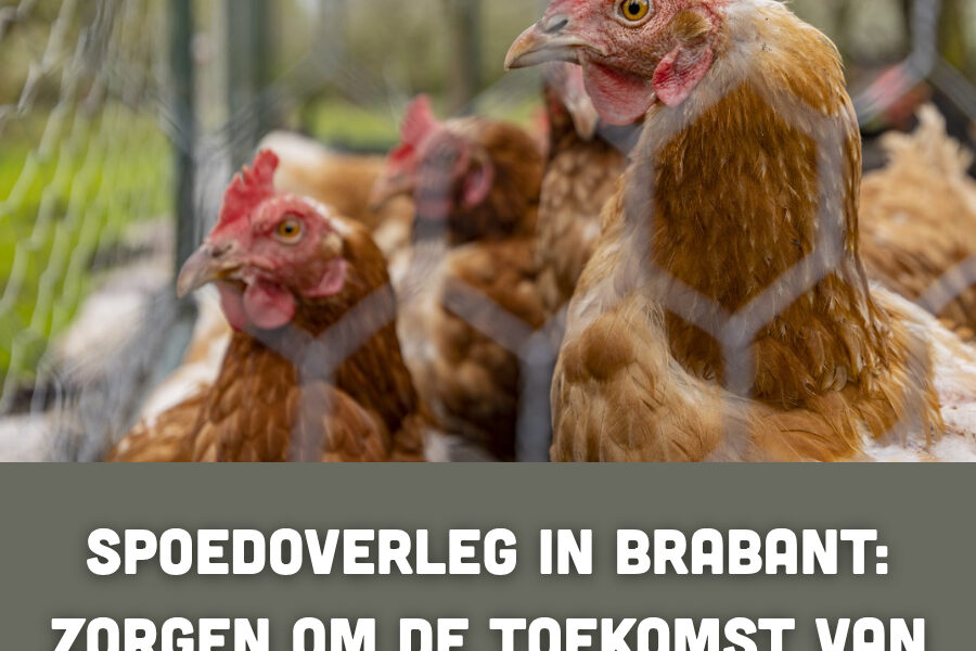 Spoedoverleg in Brabant: zorgen om de toekomst van pluimveehouders lopen op