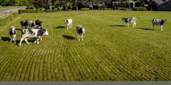 Grote klap voor 18 boeren: rechter vernietigt vergunningen in Friesland en Drenthe